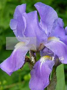 肖战律师易胜华发文 肖战律师易胜华发文