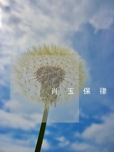 肖玉保律师