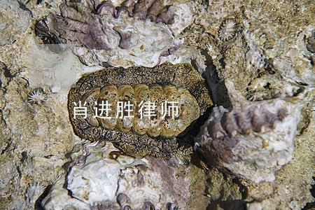 肖进胜律师 肖进胜律师