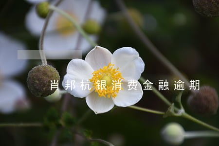 肖邦杭银消费金融逾期 肖邦杭银消费金融逾期