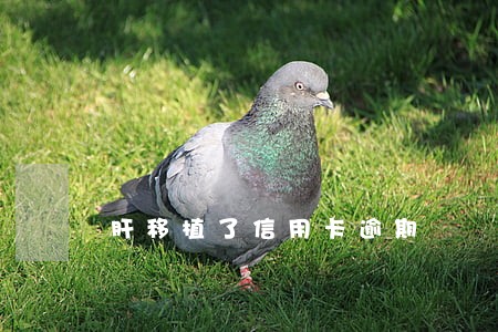肝移植了信用卡逾期 肝移植了信用卡逾期