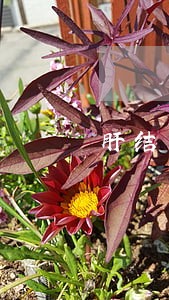肝结节动脉期强化逾期未显示