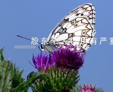 股东个人信用有严重逾期 股东个人信用有严重逾期