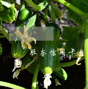 股东信用卡逾期有什么影响 股东信用卡逾期有什么影响