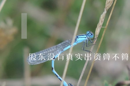 股东没有真实出资算不算违法 股东没有真实出资算不算违法