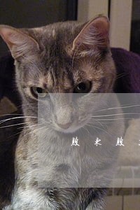 股东股票因借款被法院冻结
