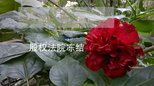 股权法院冻结 股权法院冻结