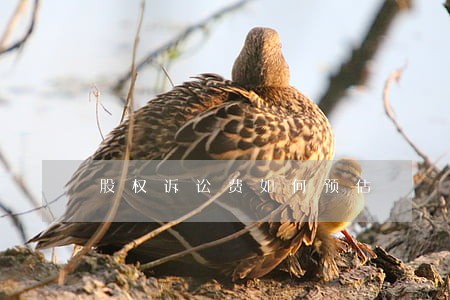股权诉讼费如何预估