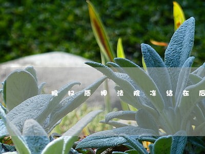 股权质押法院冻结在后
