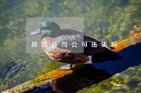 股票会员公司违法吗