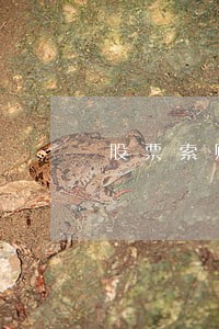 股票索赔律师三安光电股票行情 股票索赔律师三安光电股票行情