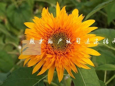 股票账户被司法冻结两年 股票账户被司法冻结两年
