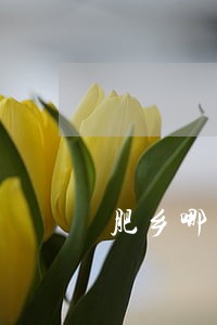 肥乡哪有老人赡养律师事务所