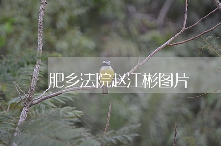 肥乡法院赵江彬图片 肥乡法院赵江彬图片
