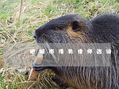 肥城市债务律师咨询 肥城市债务律师咨询