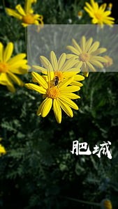 肥城市将庄社区法院买的房子