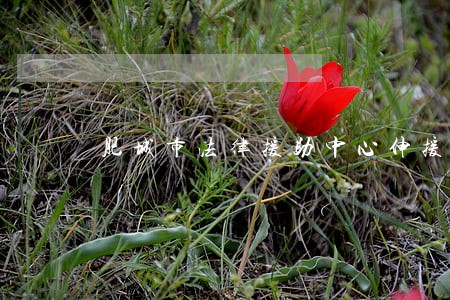 肥城市法律援助中心伸援手 肥城市法律援助中心伸援手