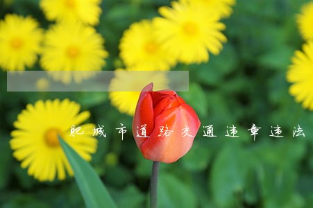 肥城市道路交通违章违法抓拍 肥城市道路交通违章违法抓拍