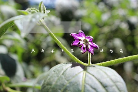 肥西县上派镇法律咨询 肥西县上派镇法律咨询