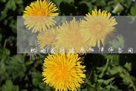 肥西县行政诉讼律师咨询电话 肥西县行政诉讼律师咨询电话