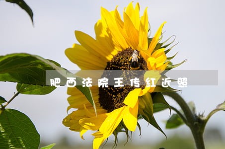 肥西法院王传红近照 肥西法院王传红近照