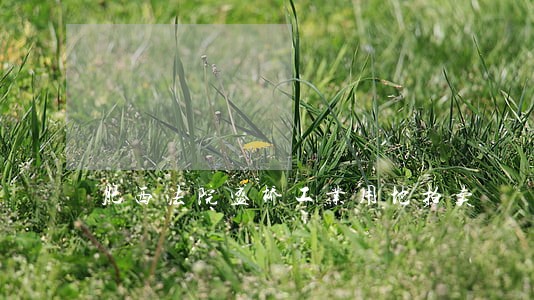 肥西法院盛桥工业用地拍卖 肥西法院盛桥工业用地拍卖