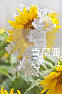 肯尼亚签证逾期 肯尼亚签证逾期