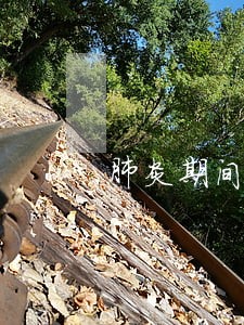 肺炎期间蘑菇街可以逾期吗 肺炎期间蘑菇街可以逾期吗