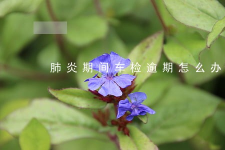 肺炎期间车检逾期怎么办 肺炎期间车检逾期怎么办