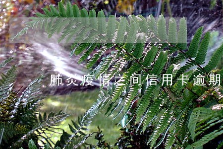 肺炎疫情之间信用卡逾期的人多吗 肺炎疫情之间信用卡逾期的人多吗