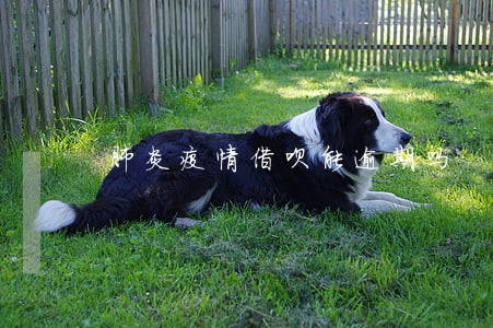 肺炎疫情借呗能逾期吗 肺炎疫情借呗能逾期吗