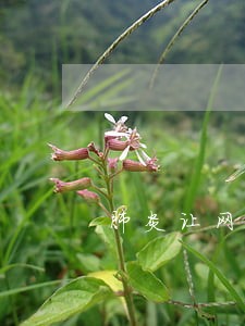 肺炎让网贷逾期 肺炎让网贷逾期