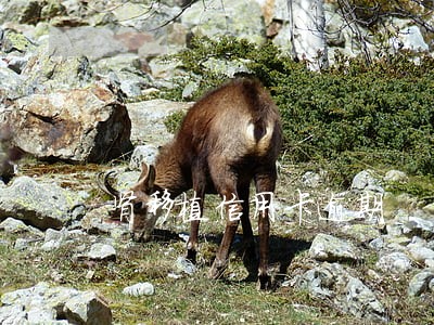 肾移植信用卡逾期 肾移植信用卡逾期
