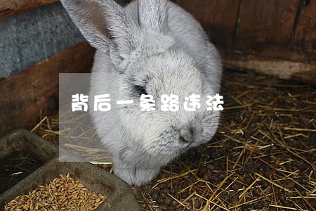 背后一条路违法 背后一条路违法