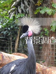 背景调查出来有逾期记录 背景调查出来有逾期记录