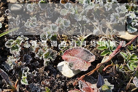 背景调查有网贷没逾期 背景调查有网贷没逾期