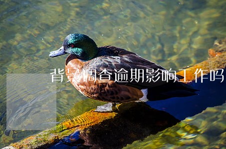 背景调查逾期影响工作吗 背景调查逾期影响工作吗