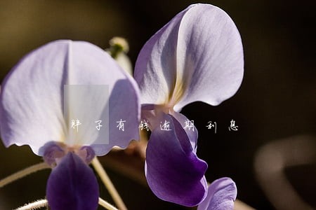 胖子有钱逾期利息 胖子有钱逾期利息