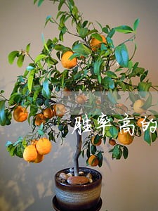 胜率高的房地产咨询律师 胜率高的房地产咨询律师
