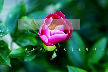 胜诉多的故意伤害罪律师如何委托 胜诉多的故意伤害罪律师如何委托
