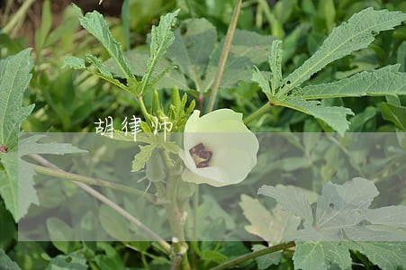 胡律师 胡律师