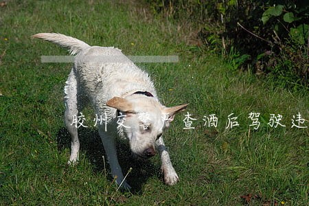 胶州交警严查酒后驾驶违法行为 胶州交警严查酒后驾驶违法行为