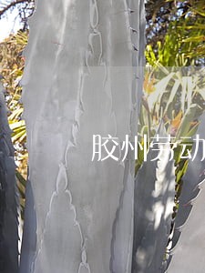 胶州劳动仲裁在线咨询 胶州劳动仲裁在线咨询
