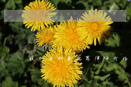 胶州市刑事犯罪律师介绍 胶州市刑事犯罪律师介绍