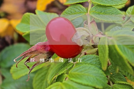 胶州市司法厅