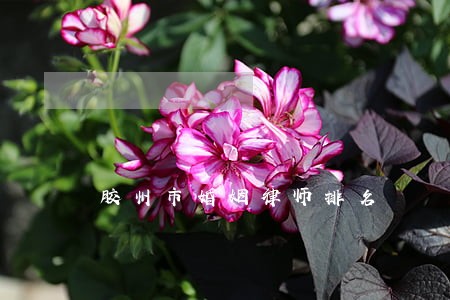 胶州市婚姻律师排名 胶州市婚姻律师排名