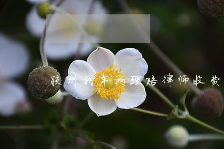 胶州找车祸理赔律师收费 胶州找车祸理赔律师收费
