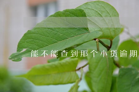 能不能查到那个小贷逾期 能不能查到那个小贷逾期