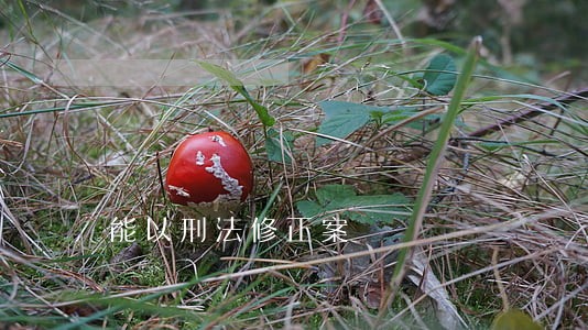能以刑法修正案 能以刑法修正案