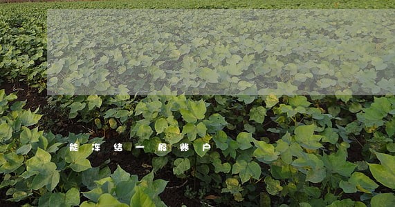 能冻结一般账户